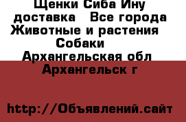 Щенки Сиба Ину доставка - Все города Животные и растения » Собаки   . Архангельская обл.,Архангельск г.